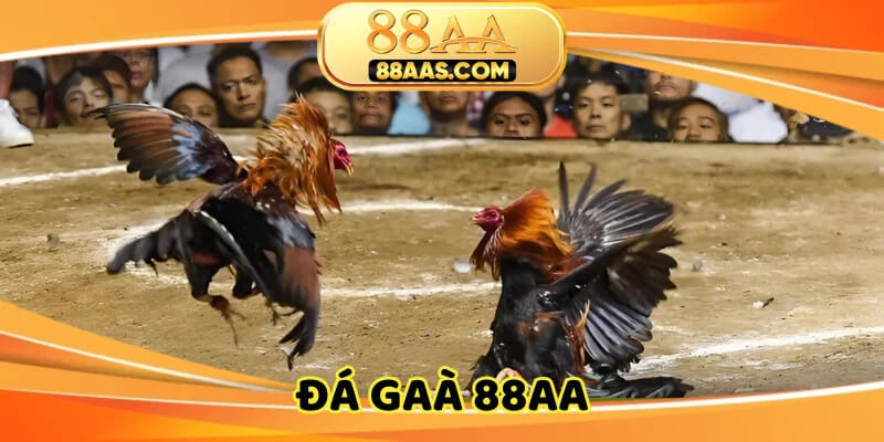 Đá gà 88AA – Cược chuẩn tiền về tay