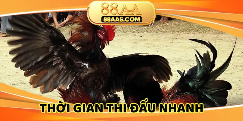 Đá gà cựa sắt Campuchia nhanh chóng chỉ vài phút