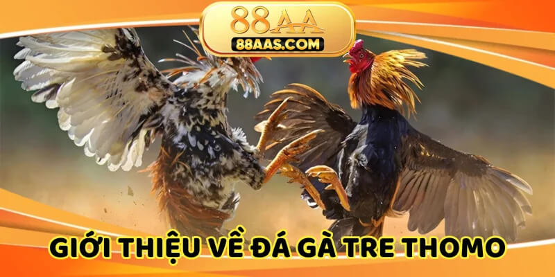 Đá gà tre Thomo thu hút đông đảo người xem