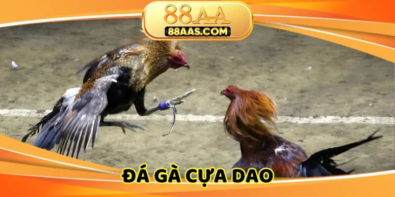 Hình thức đặc biệt thú vị tại trường gà