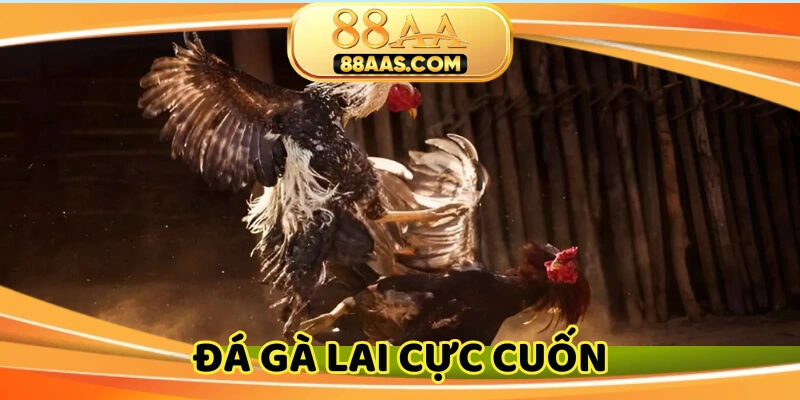 Hình thức hot tại trường gà Dakpuer