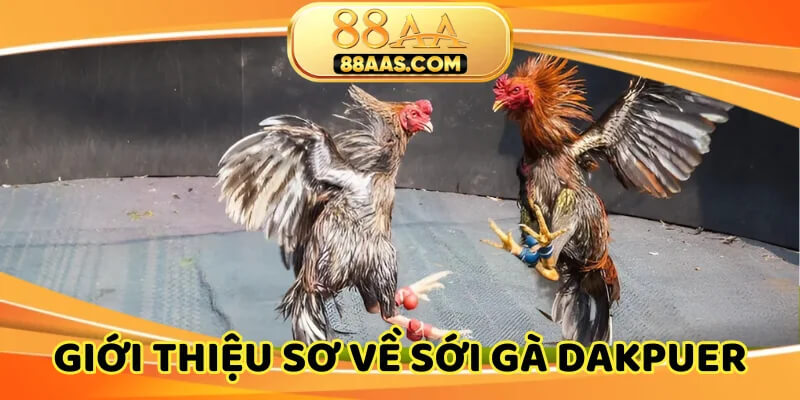 Sới gà cực nổi tiếng tại vùng biên giới