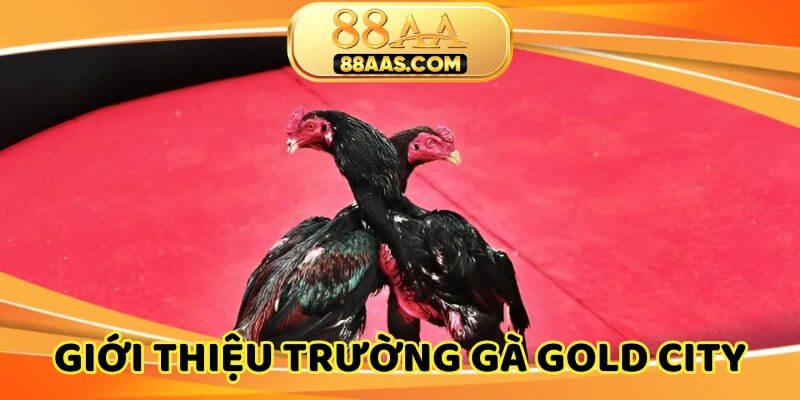 Sới gà đạt chuẩn theo quy định quốc tế