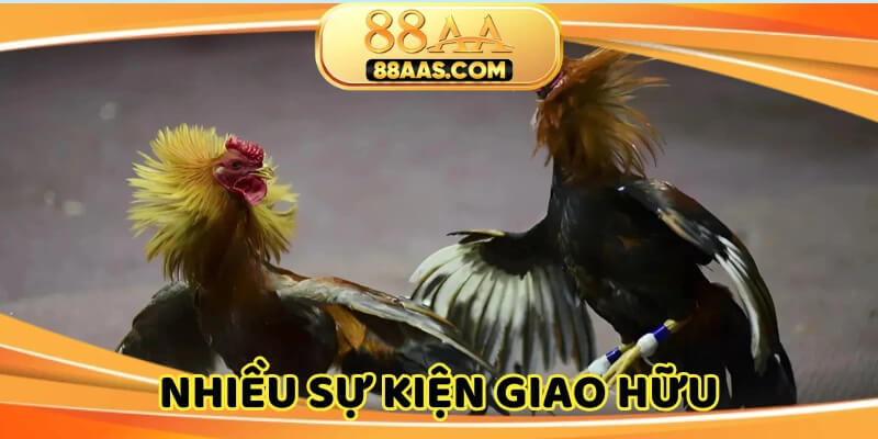 Trường đá gà quốc tế Gold City hay tổ chức sự kiện